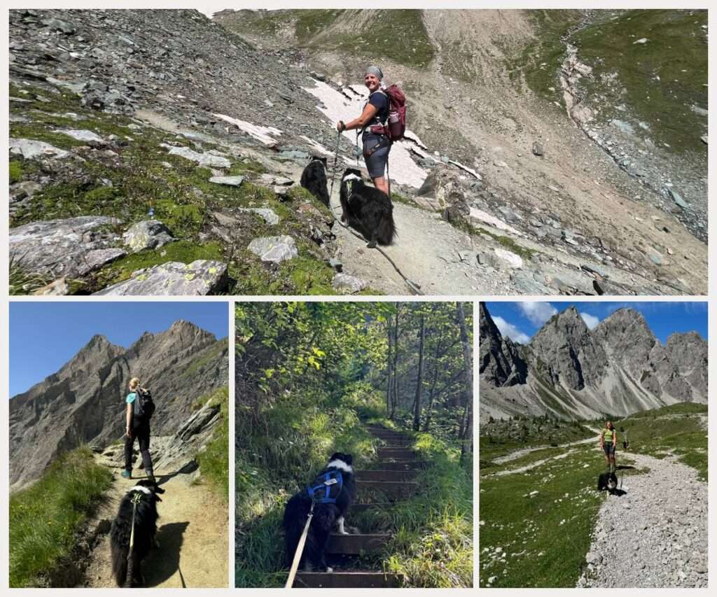 wandern mit Hund tipps collage