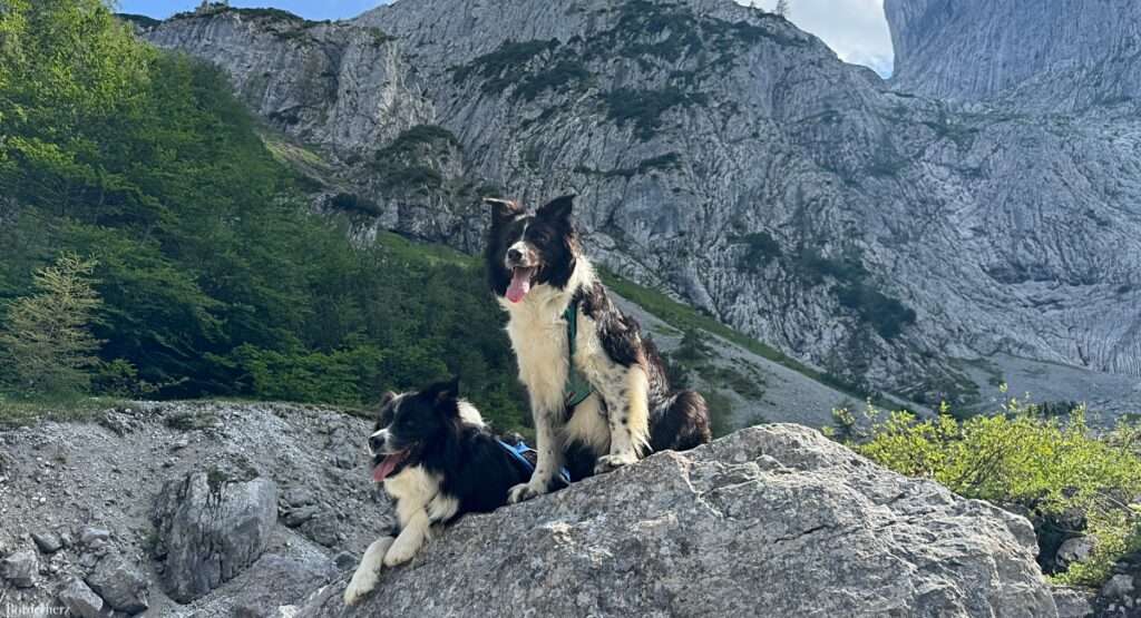 wandern mit hund tipps header gross 01