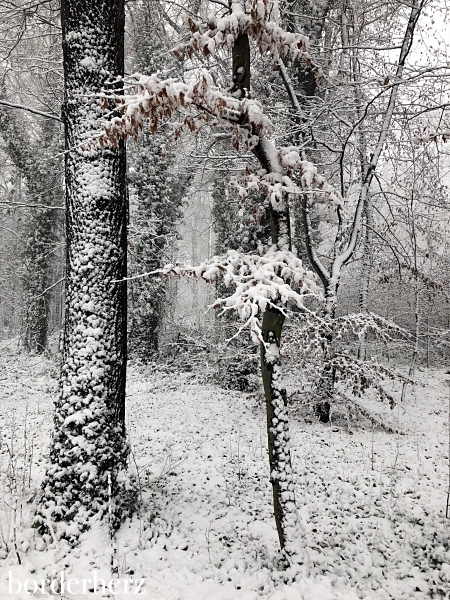 Natur im Schnee