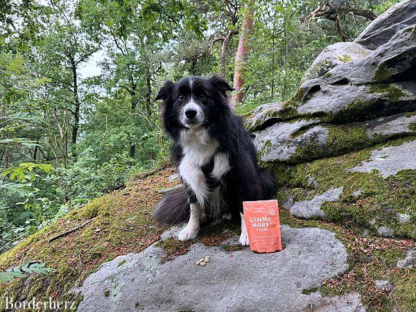 4 gesunde Must-Have Snacks für Hunde auf Wanderungen