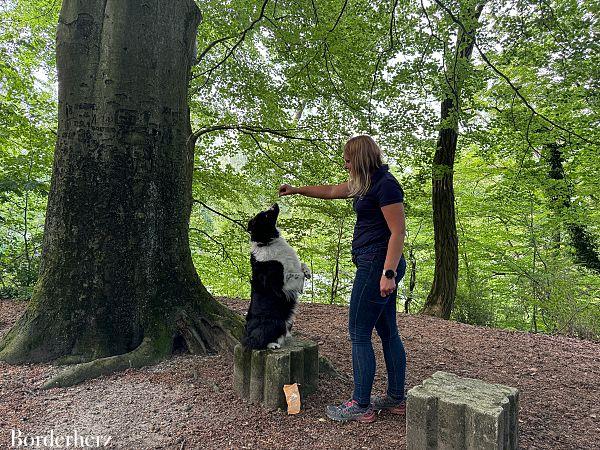 Trainingssnacks für Hunde