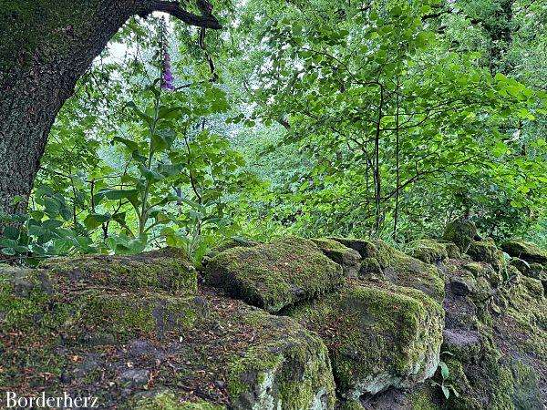 Teutoschleifen Tecklenburger Bergpfad