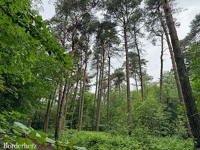 Teutoschleifen Tecklenburger Bergpfad