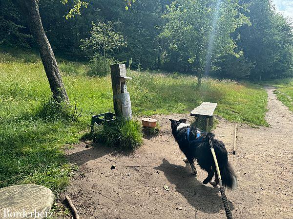 snacks für hunde auf wanderungen