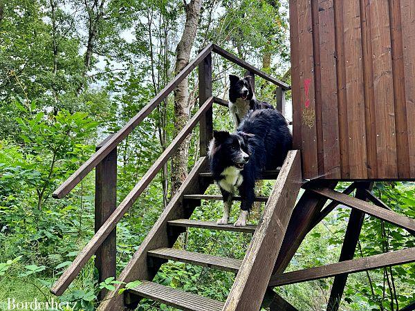 Wandern mit Hund Siegerland