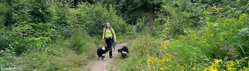 wandern in siegen-wittgenstein mit hund