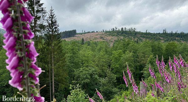 wanderungen mit hund in siegen-wittgenstein