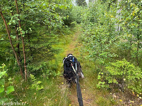 zinser grenzpfad mit hund