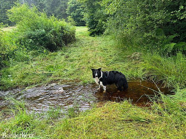 wandern mit hund in siegen-wittgenstein