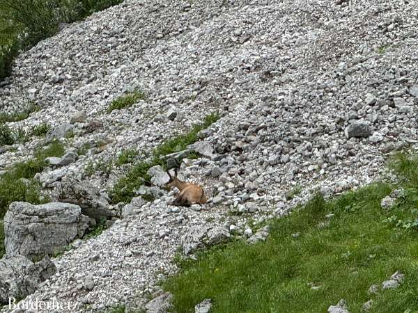 Gämsen Wilder Kaiser