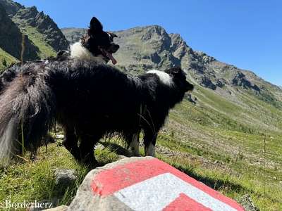 osttirol mit hund