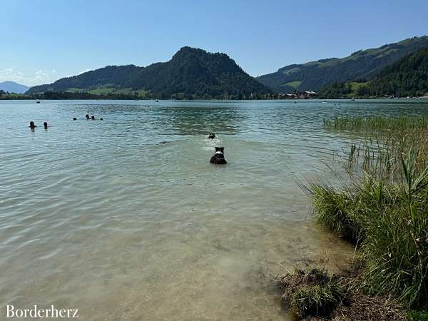 Walchsee mit HUnd