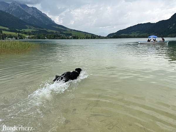 Walchsee mit HUnd