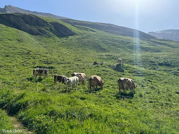 weidevieh osttirol wandern