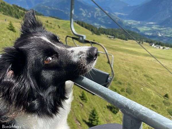 Seilbahn und Sessellift mit Hund: vom Anfänger zum Profi