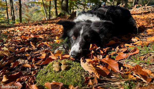 Roadtrip mit Hund gesunde snacks für unterwegs