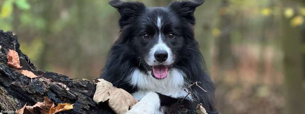 Hunde im Ruhrgebiet