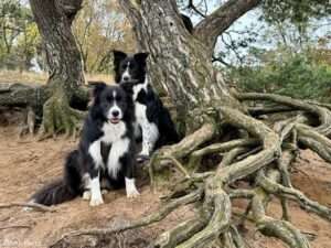 wandern ruhrgebiet hund mammaly