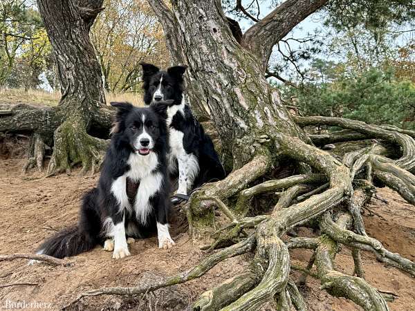 3 herbstliche Wandertipps mit Hund: gesund und aktiv im Ruhrgebiet